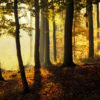 golden autumn