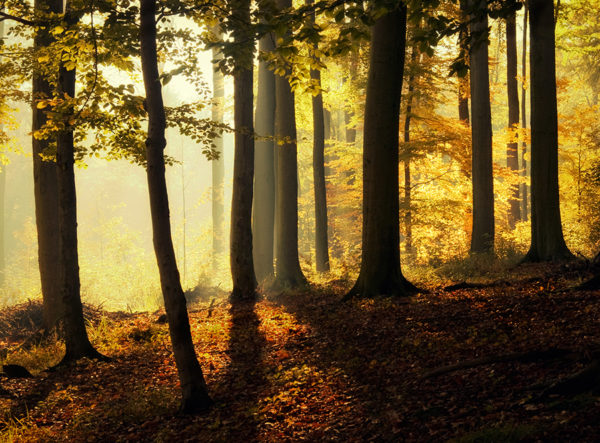 golden autumn