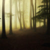 backlight
